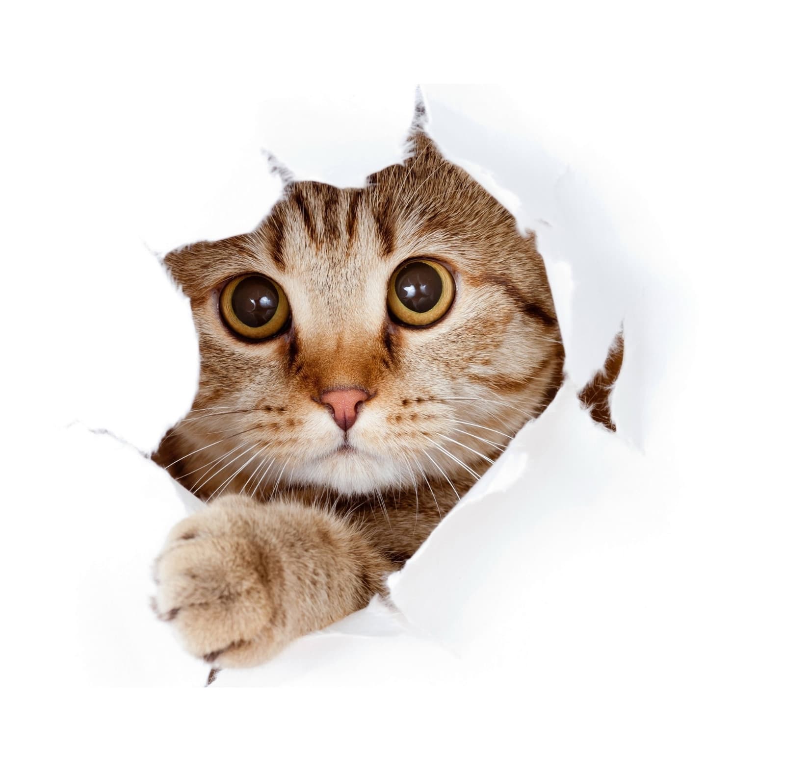Furriq - Free AI Cat Breed Identifier preview 1